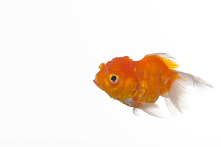 Beautiful goldfish isolated on white background