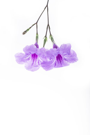 Purple ruellia tuberosa flower blossom isolated on white background