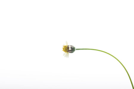 A single Tridax procumbens flower isolated on white background