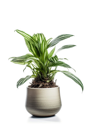Houseplant in a pot on a white background. Studio photography.の素材