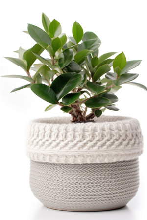 Houseplant in a pot on a white background. Studio photography.の素材