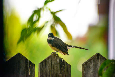 The bird love to poseの写真素材