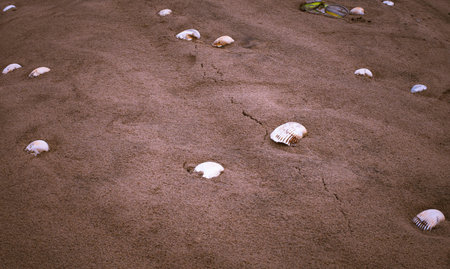 Shells on the beach sand