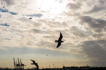 Birds flying at the skyの写真素材
