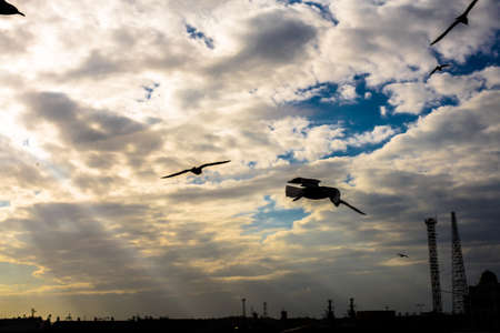 Birds flying at the skyの写真素材