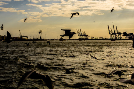 Birds flying at the sky