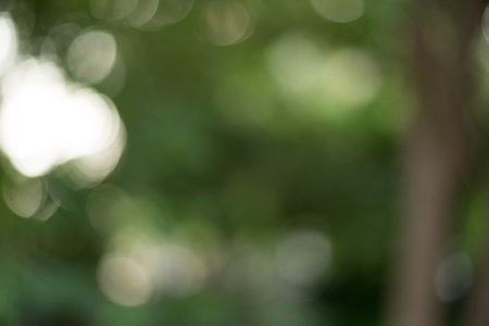 creamy bokeh of green leavesの写真素材