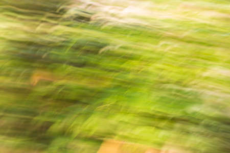 abstract or long exposure of plantsの写真素材