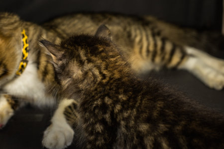 kittens on black studio background