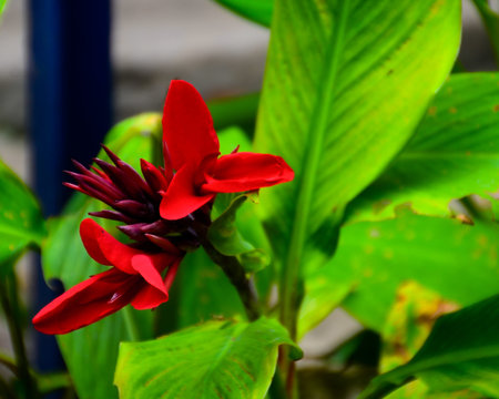various types of plants and flowers in the gardenの写真素材