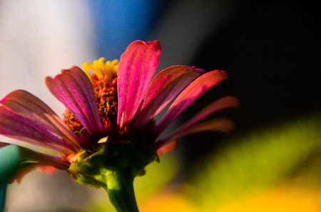 various types of plants and flowers in the garden