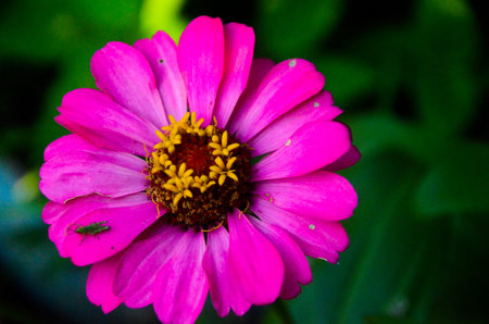 various types of plants and flowers in the garden