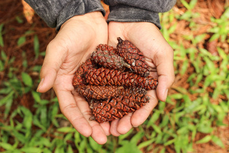 Close up of hand holding pinecone on natural background.