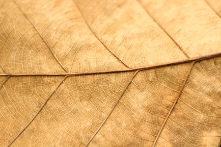 Background texture of dry leaf surface. close up of dry leaf surface.の写真素材