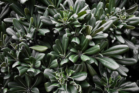 dense leaves of green wood