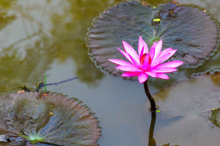 Pink lotus flower blooming in the pool.の写真素材