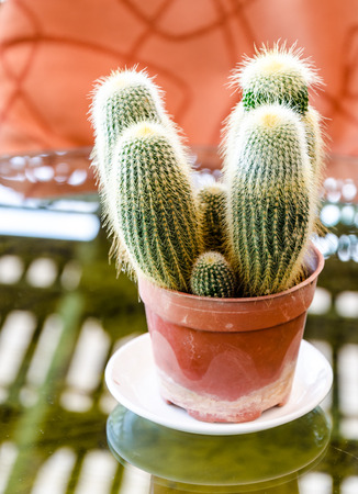 Cactus in a potの写真素材
