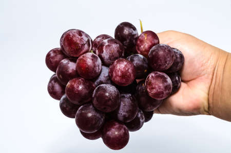 Black grape in handの写真素材