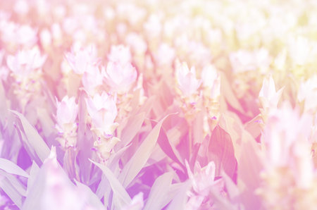 Siam tulip garden, white.