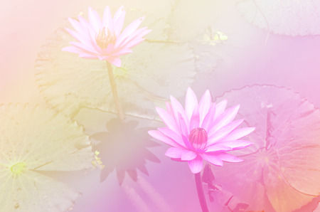 Pink lotus flower blooming in the pool a couple.の写真素材