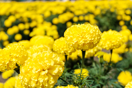 yellow Marigold flower in gardenの写真素材