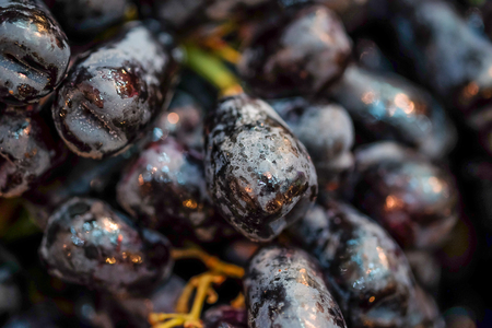 Witch Fingers grape or moondrop grapesの写真素材