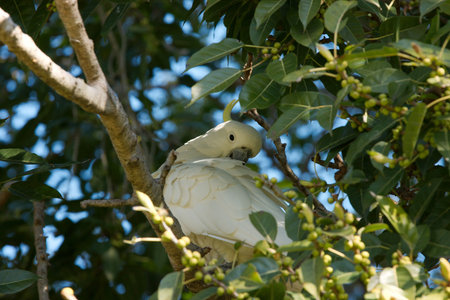 sulfur-crested cockatoo on tree branch