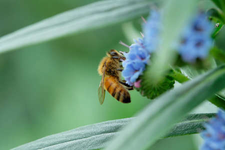 single  or few  in natureの写真素材