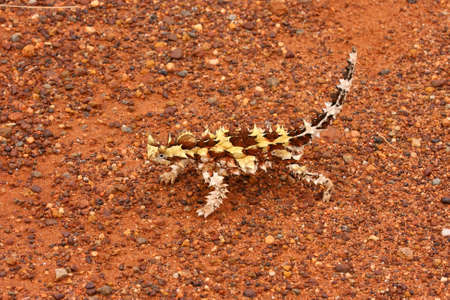 Thorny devil (moloch horridus) in Uluru National Park Australia の写真素材