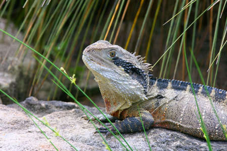 Eastern Water Dragon (Physignathus lesueurii) picture taken in Symbio Wildlife Gardens in Australiaの写真素材