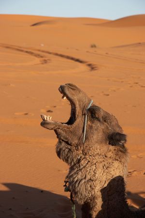 A camel in Sahara desertの写真素材