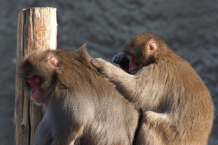 One monkey grooming anotherの写真素材