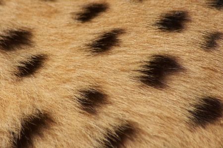 Cheetah fur backgroundの写真素材