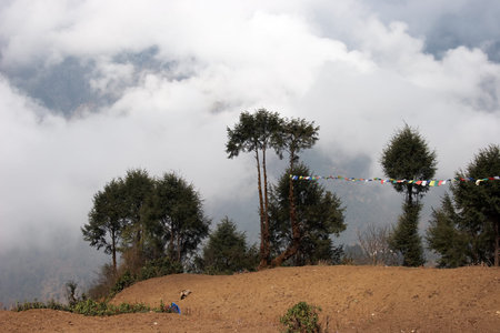 Trees with prayer flags, Everest trek, Himalaya, Nepal