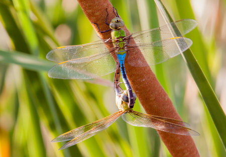 Pair of common green darner dragonflies mating on a cattail in Tres Rios Wetlands in Phoenix,...