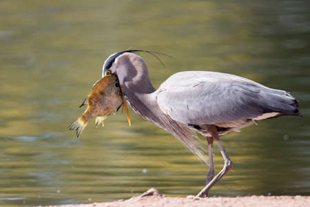 This great blue heron caught a fish that was too big to eat but that didn't stop it from trying. Found at Papago Park in Phoenix, Arizona.の写真素材