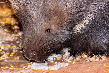 Nightly, a lady in Namibia puts out piorridge-like food for porcupines to come eat.の写真素材