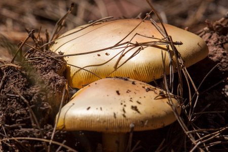 Beige mushroom at the Arboretum at Flagstaff, Arizona.
