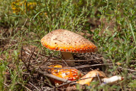 Bright orange mushroom at the Arboretum at Flagstaff, Arizona.