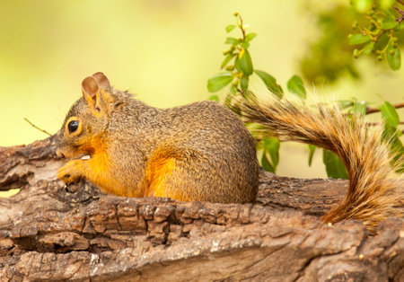 The only place the Mexican fox squirrel can be found in the United States is the Chiricahua...