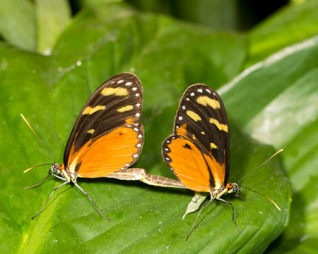 These orange, black and yellow tiger longwing butterflies are mating atop a large green leaf.