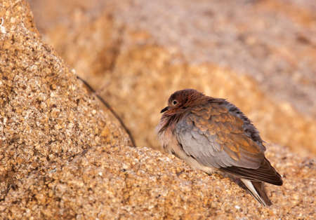 red-eyed dove perched on rock in Erongo, Namibia.の写真素材