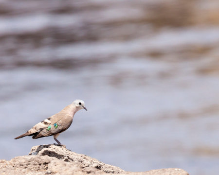 The drab background highlights the few colorful feathers of this emerald-spotted dove