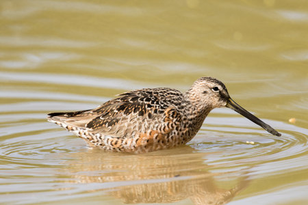 long-billed dowitcher in pond at Gilbert Water Ranch, Arizona.