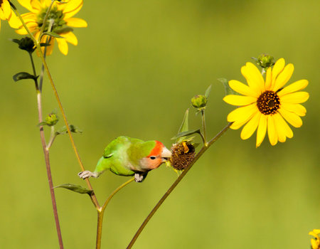 Peach-faced loivebird in Phoenix eating wildflower seeds.