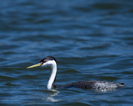The red eye, white neck and yellow bill of this western grebe stands out against the deep blue of...