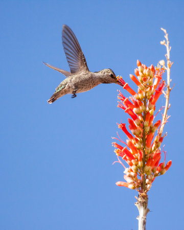 Annas hummingbird sipping nectar from ocotillo.
