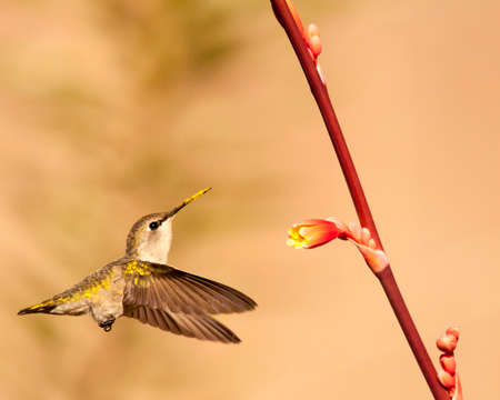 Costas hummingbird is covered in pollen as it approaches a flower.の写真素材