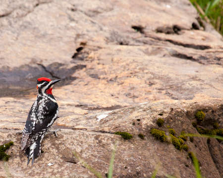 This red-naped sapsucker is readily identified with its bright red head and throat feathers.の写真素材
