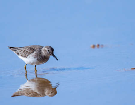 A small ripple passes through the reflection of this least sandpiper on this startling blue pond.の写真素材